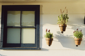 盆栽盆景瓶栽室内外花草图片