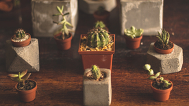 盆栽盆景瓶栽室内外花草图片