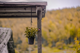 盆栽盆景瓶栽室内外花草图片