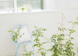 盆栽盆景瓶栽室内外花草图片