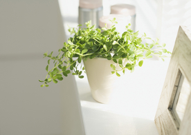 盆栽盆景瓶栽室内外花草图片