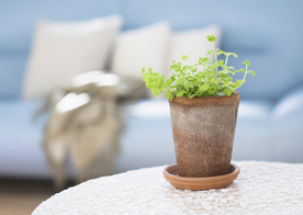 盆栽盆景瓶栽室内外花草图片