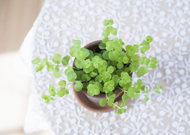 盆栽盆景瓶栽室内外花草图片