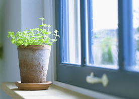 盆栽盆景瓶栽室内外花草图片