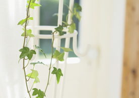 盆栽盆景瓶栽室内外花草图片