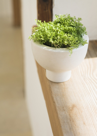 盆栽盆景瓶栽室内外花草图片