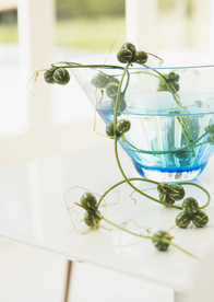 盆栽盆景瓶栽室内外花草图片