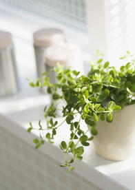 盆栽盆景瓶栽室内外花草图片