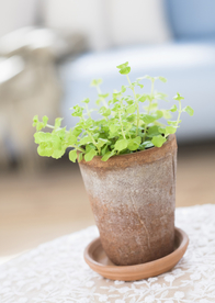 盆栽盆景瓶栽室内外花草图片