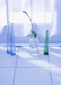 盆栽盆景瓶栽室内外花草图片