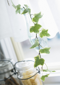 盆栽盆景瓶栽室内外花草图片