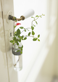 盆栽盆景瓶栽室内外花草图片