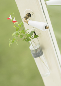 盆栽盆景瓶栽室内外花草图片