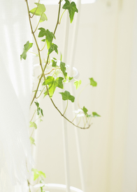 盆栽盆景瓶栽室内外花草图片