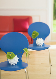 盆栽盆景瓶栽室内外花草图片