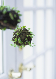 盆栽盆景瓶栽室内外花草图片