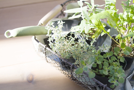 盆栽盆景瓶栽室内外花草图片