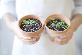 盆栽盆景瓶栽室内外花草图片