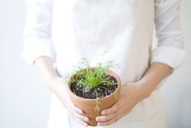 盆栽盆景瓶栽室内外花草图片