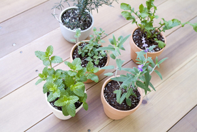 盆栽盆景瓶栽室内外花草图片