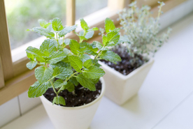 盆栽盆景瓶栽室内外花草图片