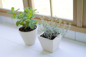 盆栽盆景瓶栽室内外花草图片