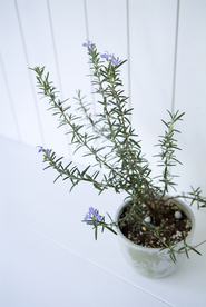 盆栽盆景瓶栽室内外花草图