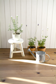 盆栽盆景瓶栽室内外花草图片