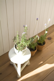 盆栽盆景瓶栽室内外花草图片