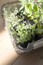 盆栽盆景瓶栽室内外花草图片