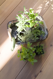 盆栽盆景瓶栽室内外花草图片