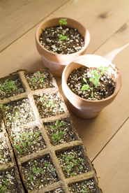 盆栽盆景瓶栽室内外花草图片