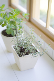 盆栽盆景瓶栽室内外花草图片