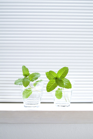 盆栽盆景瓶栽室内外花草图片