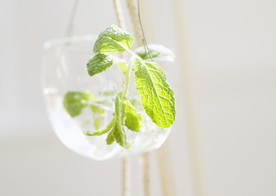 盆栽盆景瓶栽室内外花草图片