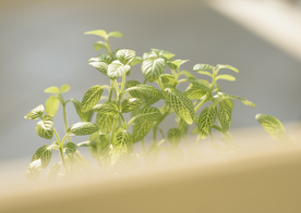 盆栽盆景瓶栽室内外花草图片