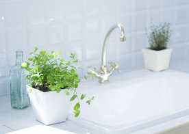 盆栽盆景瓶栽室内外花草图片