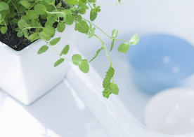 盆栽盆景瓶栽室内外花草图片