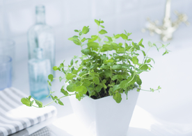 盆栽盆景瓶栽室内外花草图片