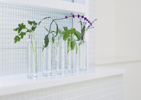 盆栽盆景瓶栽室内外花草图片