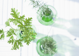 盆栽盆景瓶栽室内外花草图片