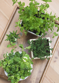 盆栽盆景瓶栽室内外花草图片