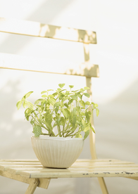 盆栽盆景瓶栽室内外花草图片