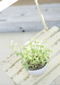 盆栽盆景瓶栽室内外花草图片