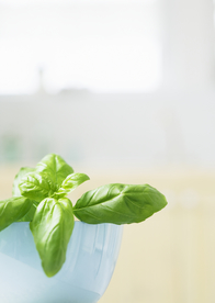 盆栽盆景瓶栽室内外花草图片