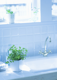 盆栽盆景瓶栽室内外花草图片