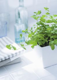 盆栽盆景瓶栽室内外花草