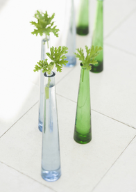 盆栽盆景瓶栽室内外花草图片