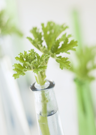 盆栽盆景瓶栽室内外花草图片