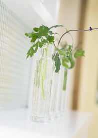 盆栽盆景瓶栽室内外花草图片